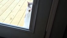 Smart Cat Knocks on Glass to Get Inside"