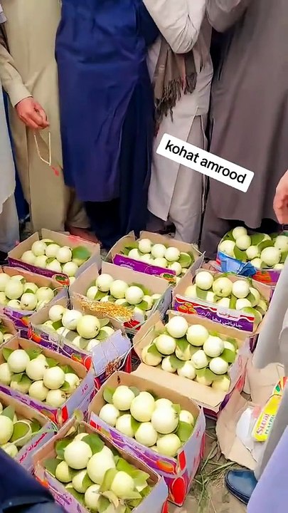 Kohat Amrod