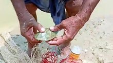 Fish and turtle