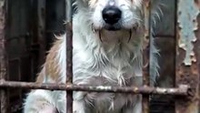 So thin… so scarred… still waiting behind these bars.