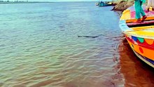 Flood Survival: Boat Mission to Rescue a Cobra! 🌊🐍"