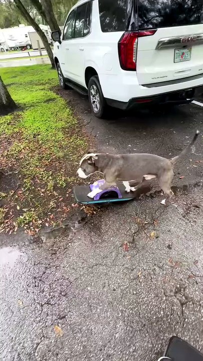 Ce chien maîtrise le Onewheel mieux que certains humains