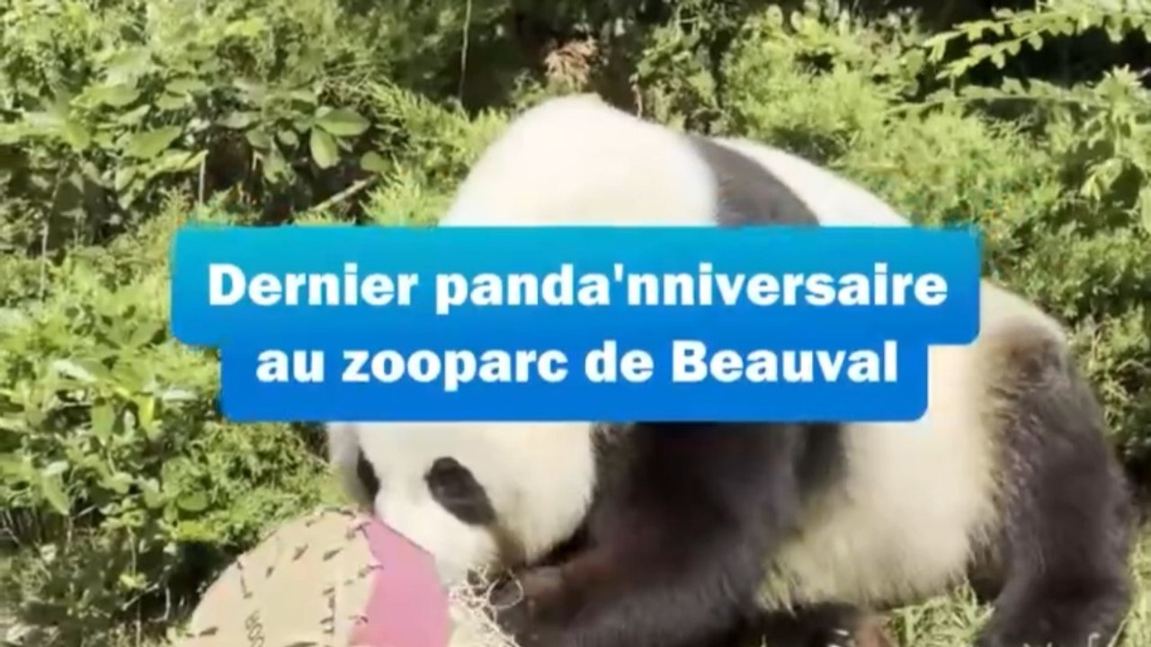 Un dernier anniversaire au zooparc de Beauval