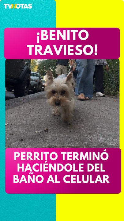 Perrito arruina video viral | ¡Le hizo del baño al celular de su dueña en plena grabación!