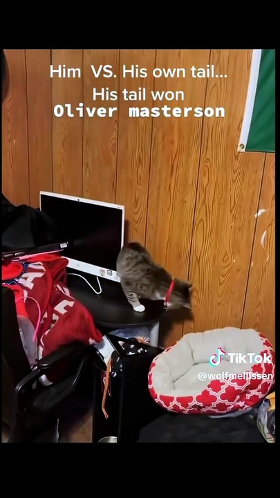 Wenn Katzen ihren eigenen Schwanz jagen