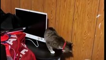 Wenn Katzen ihren eigenen Schwanz jagen