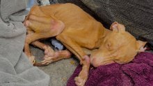Starving Dog Makes An Incredible Recovery