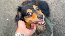 Pup With Quirky Fears Gets A Day Out In NYC