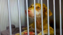 Skinny Dogs Chained To Cages Get The Ultimate Glow-Up