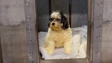 Blind Senior Dog Gets His Very First Toy At 13