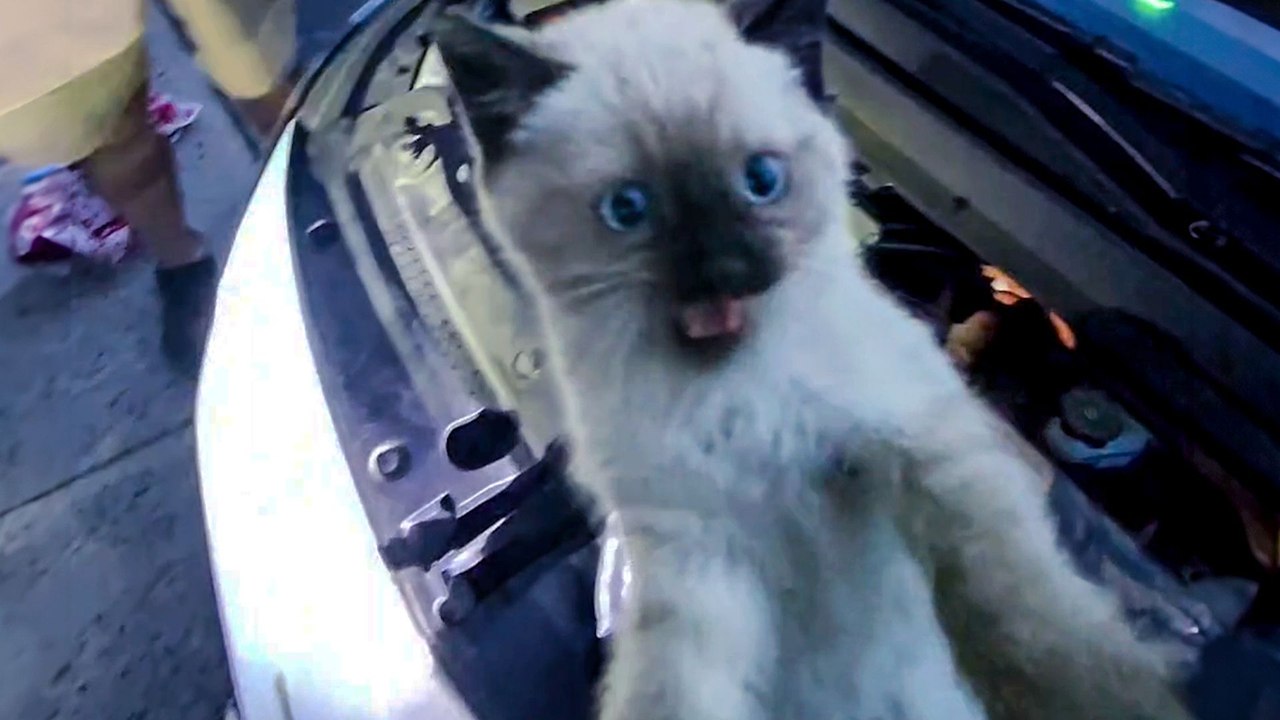 Police Search for 30 Minutes For Kitten In Car Engine