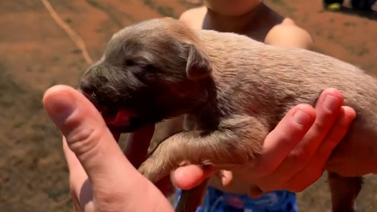 Little Boy Been Sneaking Out Of Home To Feed Stray Puppies