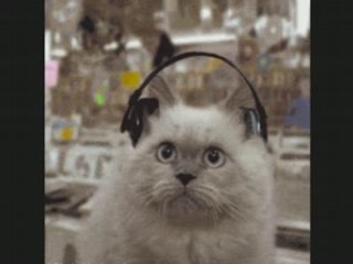 Les chats sont fous! *R*