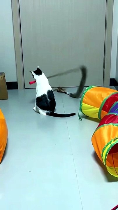 The Cat Like To Play 😸😸😸