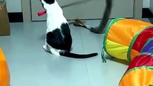 The Cat Like To Play 😸😸😸