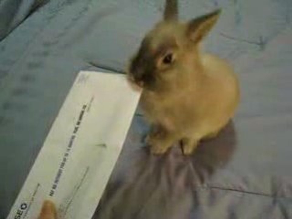 Letter Opener