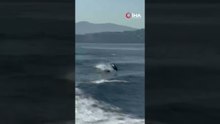 Türkbükü açıklarında yunusların görsel şöleni