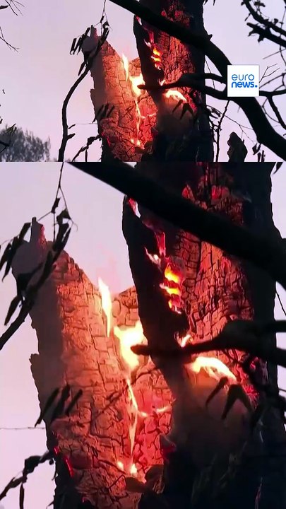 Wildfires in Europe: blazes continue to spread in France and Greece