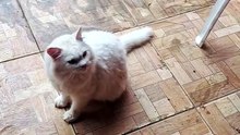 escuta o gato kkkkk (1)