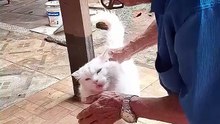 esse gato é de outro mundo se tá doido....