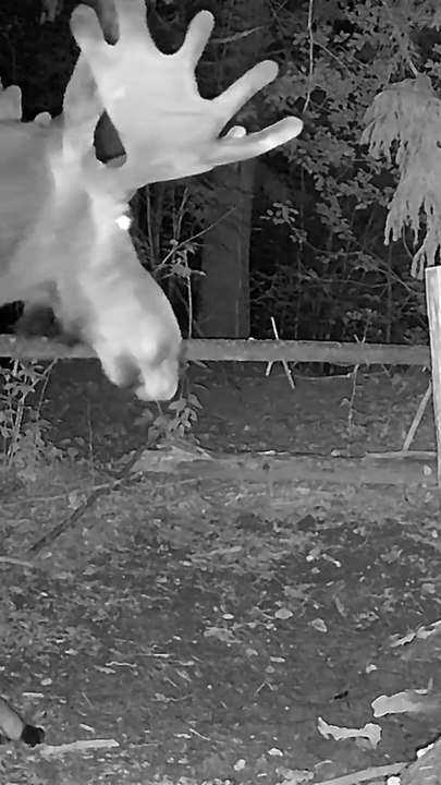shorts European Wildlife: Forest Journal | July 2026, Nigh Edition | FHD
