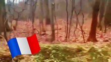 Pendant son jogging en forêt, il fait une découverte aussi inattendue qu'étonnante