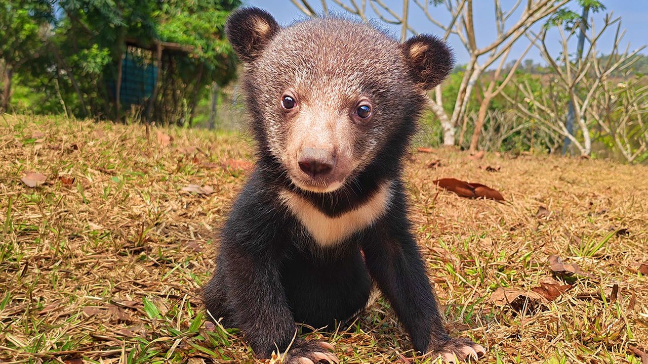 Baby Bear Cubs Rescued From Illegal Wildlife Trade