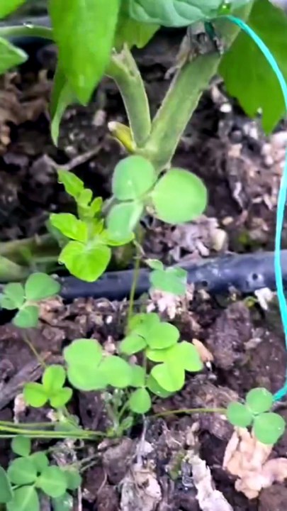 double-stem growing and technical errors