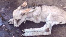 Baby Donkey Left To Die Now Gets Zoomies With Her Mom