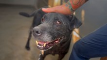 Smiling Senior Dog Dumped At The Shelter Is Pure Joy