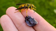 Woman Rescues Wasp Who Won't Leave Her Hand