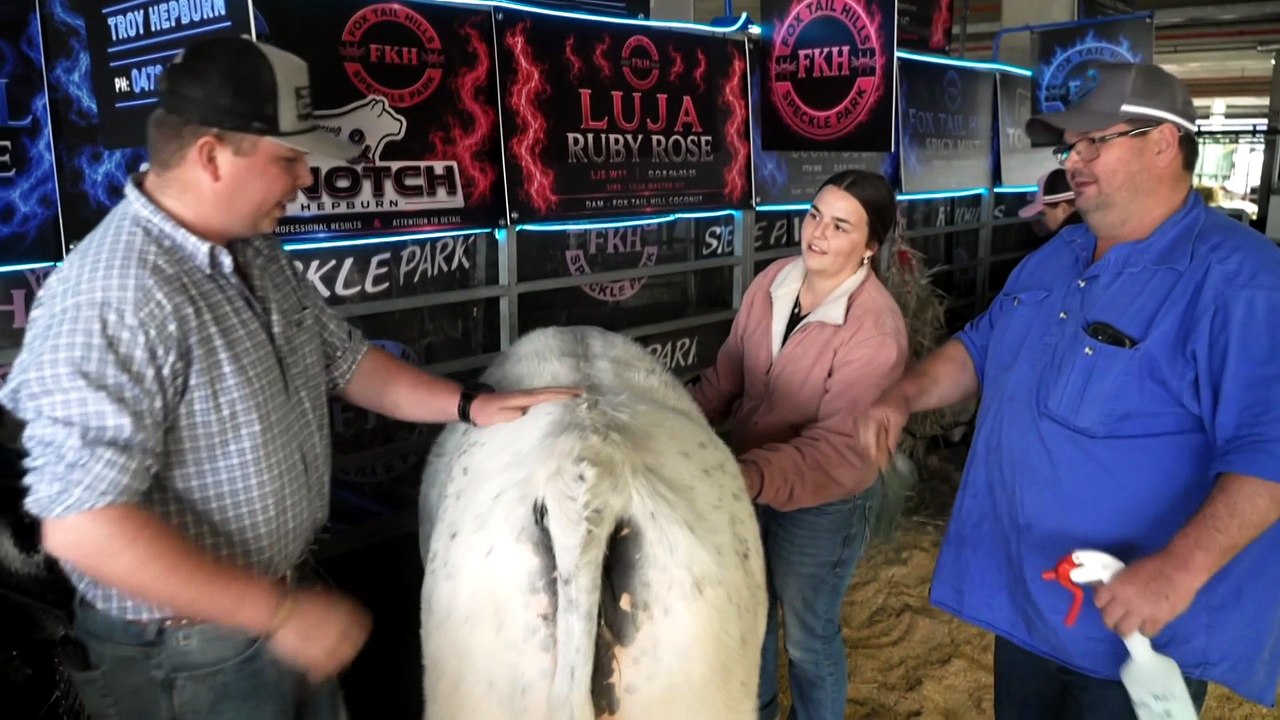 Hundreds of prized cattle on display for Brisbane’s Ekka Beef Week
