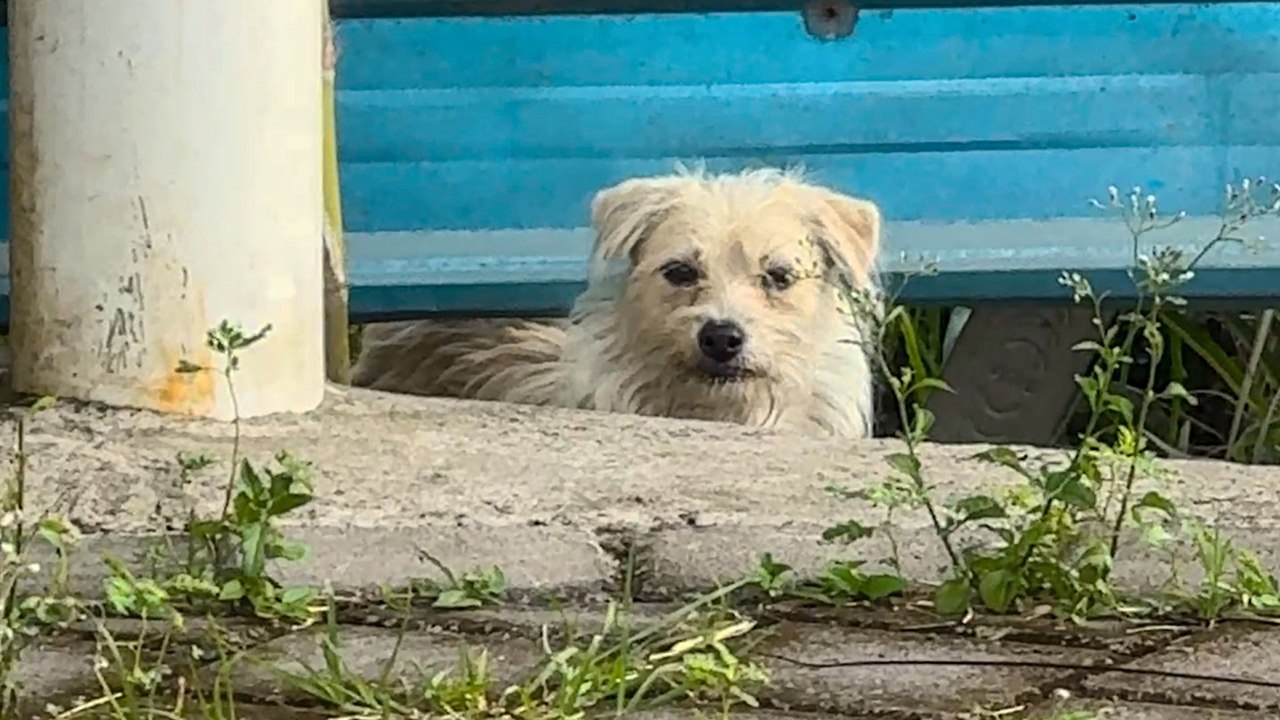 Rescuer Spends A Week Earning Abandoned Dog's Trust