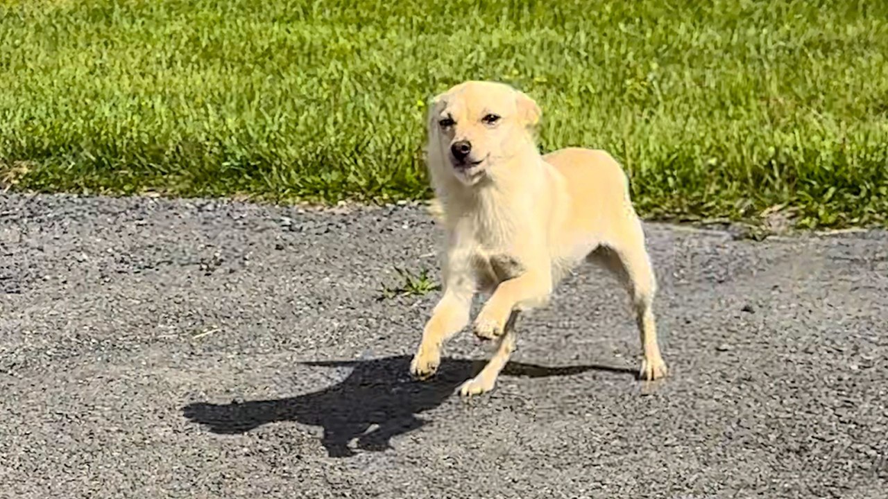 Lost Dog Was Found By The One Person She Trusted Most