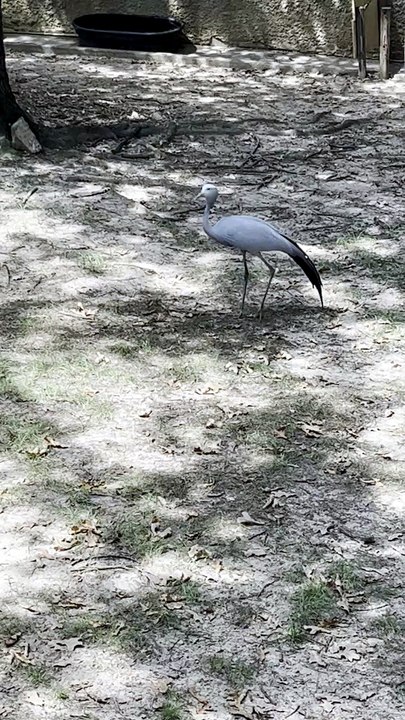 More Of The Exotic Birds