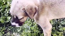Lost dog