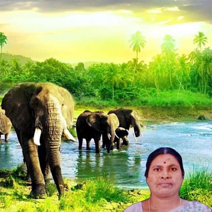 Aalumagala Bandaniki