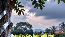 🐉 Hợi (Lợn) - Tử Vi Con Giáp 03/08/2026