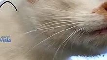 Por que os gatos abrem os dedos ao se espreguiçar_