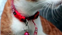 Por que os gatos batem os dentes ao ver uma presa_