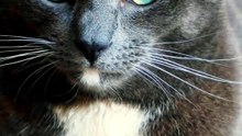 Por que os gatos escondem as patas embaixo do corpo_ Entenda a posição de pãozinho