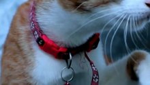 Orelhas do Gato Para Trás_ O Que Esse Sinal Realmente Quer Dizer_