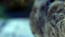 Por que os gatos movem os bigodes para a frente_ Entenda esse comportamento felino