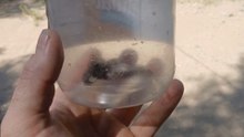 Baby rattle snake in a jar