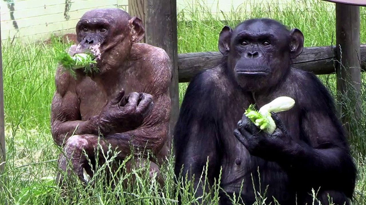 Epic Fennel Day With Jambo And His Hilarious Chimp Walk