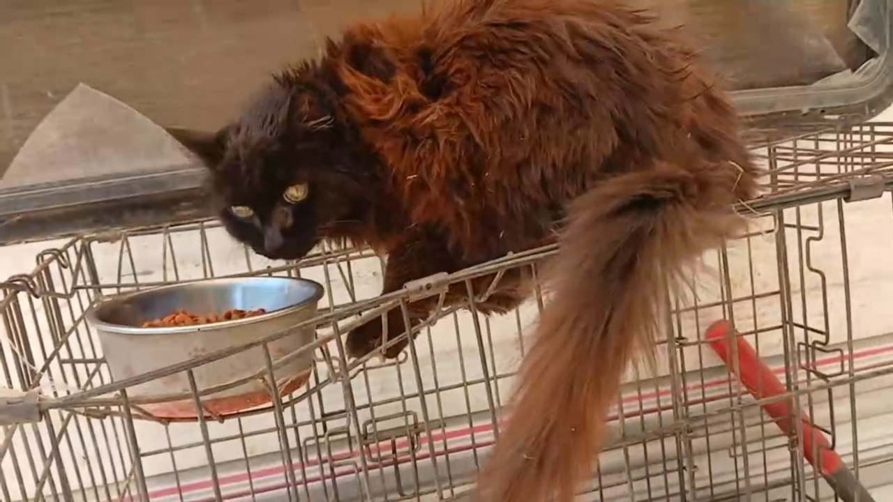 Wewe the viral lost media tux cat