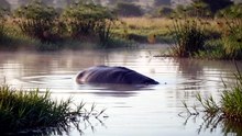 Hippopotamus : The mighty river giant with surprising speed and strength