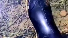 You may not want to go swimming in this body of water. Leech city.Leech farm showing they will attach to anything that enters the water 🔥