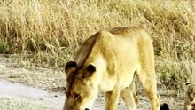 Lion Pride vs Cape Buffalo: Tender Cub Moments & Wild Battles