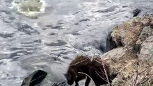 A Spotted Hyena Swims Into A Hippo Pod Within The Maasai Mara 🔥